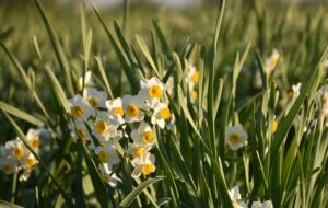 50 هزار گردشگر مهمان جشنواره گل نرگس باب‌انار