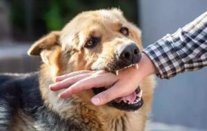 اعزام تیم به مناطق صعب‌العبور غرب اهواز برای بررسی هاری