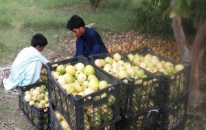 برداشت 2150 تن گواوا از باغات گرمسیری راسک