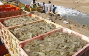برداشت بیش‌از 29 هزار تن میگوی پرورشی در استان بوشهر