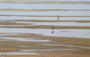 روایت تلخ تالاب میقان ؛ استخراج معدنی چگونه میقان را خشک کرد؟