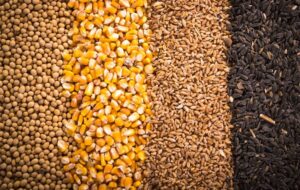 ضرورت مدیریت دقیق تغییرات ارزی در نهاده‌های دامی