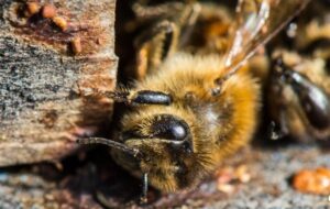 فیپرونیلِ مایع؛ آفت خاموش زنبورهای عسل در شالیزارهای گیلان