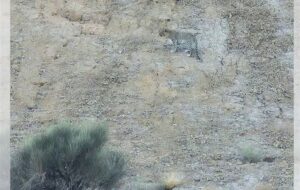 مشاهده و تصویربرداری از پلنگ ایرانی در ارتفاعات فیروزکوه