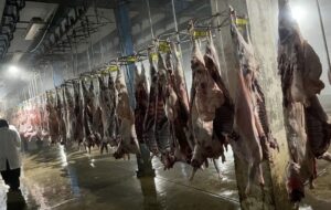 نظارت بر کشتار 12 هزار و 100 رأس دام در شهرستان تفرش