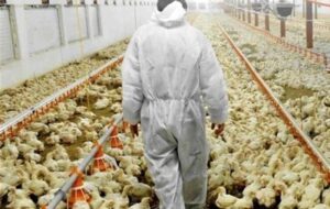 هشدار آنفلوانزای فوق حاد پرندگان به 1765 مرغداری خراسان رضوی