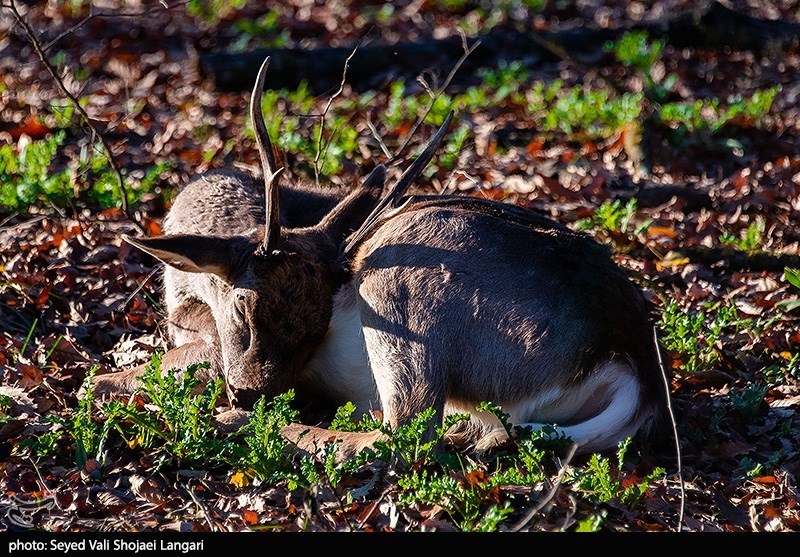 اخبار کرمانشاه , اخبار استان کرمانشاه , 