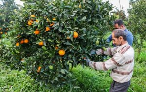 کشاورزی ‌مبتنی بر فناوری در شمال/ شناسنامه الکترونیکی باغات صادر شد