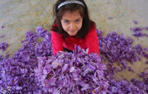 200 هکتار زیره سبز و 40 هکتار زعفران ‌در خراسان شمالی زیر کشت می‌رود‌