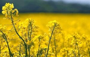 آغاز برداشت طلای سبز در میامی؛ کلزا جایگزین کم‌آب کشاورزی شد