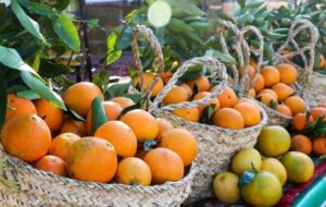 آمادگی کامل خراسان شمالی برای تأمین میوه شب عید و رمضان