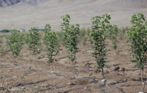 آیا “قانون تنفس” جنگل‌های شمال‌ را نجات داد؟