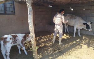 اجرای 6.7 میلیون نوبت واکسیناسیون دام در ایلام