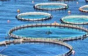 ارزآوری روی موج‌های خلیج‌فارس؛ “سی‌باس” هرمزگان درسفره کشورهای عربی