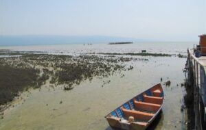 از رامسر تا احتضار؛ خلیج گرگان چگونه به فاجعه اکولوژیک رسید؟