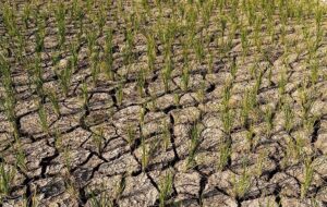 افت بی‌سابقه تولید گندم در لرستان؛ از 540 هزار تن به 219 هزار تن