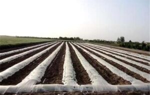 افزایش سطح زیر کشت قندک با روش‌های نوین در زابل