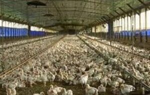 ایمن‌سازی 17 هزار پرنده بومی در دیر در برابر بیماری نیوکاسل