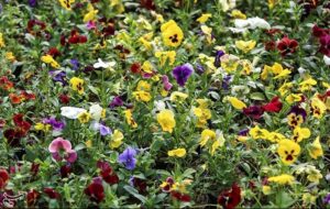 برنامه‌های نوروزی شهرداری بجنورد برای بهار 1405 اعلام شد