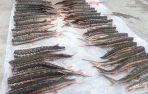 بهره‌برداری از واحد 500 تنی پرورش ماهیان خاویاری در دنا