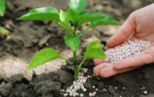 تأمین و توزیع 56 هزار و 600 تن نهاده کشاورزی در زنجان