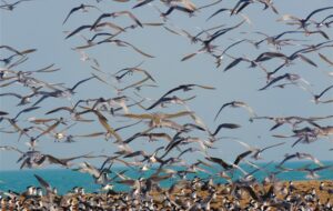 تالاب‌های بوشهر، شریان‌های حیاتی تنوع زیستی کشور