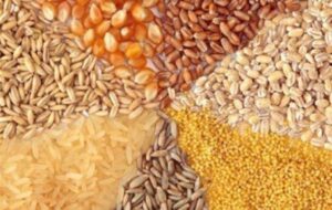 توزیع 74 هزار تن نهاده در بین دامداران و مرغداران گناباد