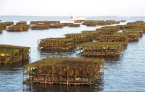 توسعه طرح‌های پرورش صدف در چارچوب تحقق اقتصاد دریامحور بوشهر