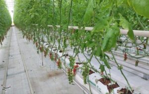 توسعه گلخانه‌ها؛ مسیر پایدار کشاورزی در خراسان جنوبی