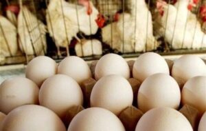 ثمره حمایت قضایی از تولید در گلستان؛ افزایش تولید و اشتغال 480 نفر