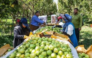 جولان دلالان در باغات سیب لرستان؛ ‌‌سودی که به جیب واسطه‌ها می‌رود!