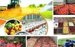 خروج هرمزگان از پیله «خام‌فروشی» با 94 واحد بسته‌بندی