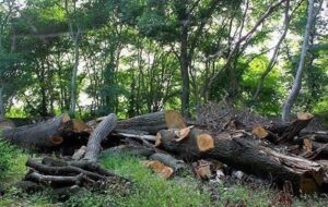 ‌روایت یک بحران زیست‌محیطی؛ ‌جنگل‌هایی که آهسته می‌میرند