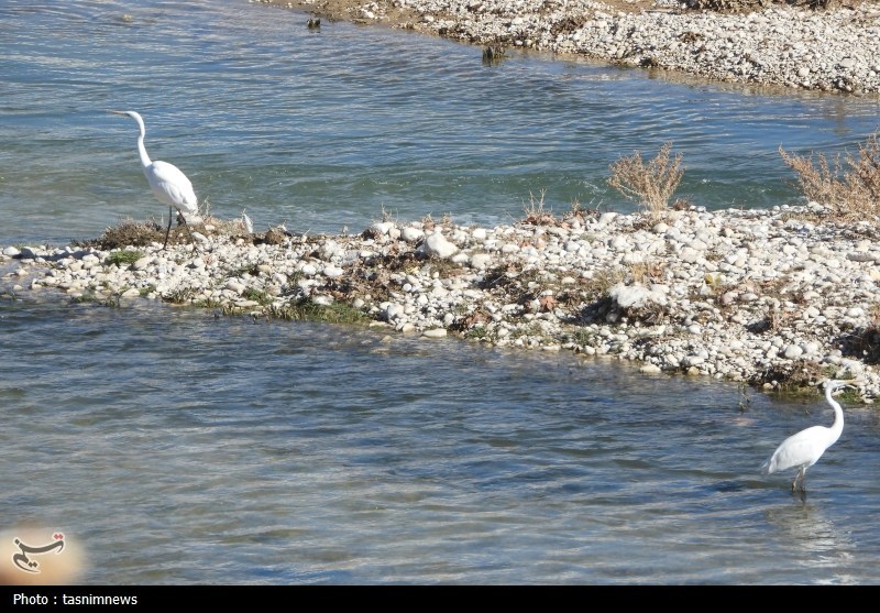 پایش و نظارت در محیط زیست , اخبار استان کهگیلویه و بویراحمد , 