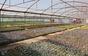 شتاب‌گیری توسعه گلخانه‌ها در اقلیم خشک سمنان