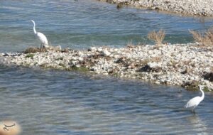 شمار پرندگان مهاجر آسیایی در کهگیلویه و بویراحمد افزایش یافت