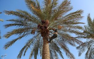 ضرورت رهاسازی آب از سد مارون برای کشاورزان پایین‌دست شادگان