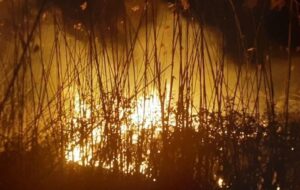 علت آتش‌سوزی گسترده در تالاب انزلی چه بود؟