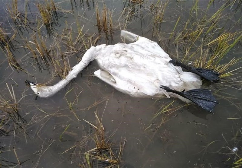 اخبار استان مازندران , اخبار ساری , 