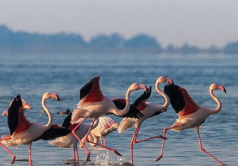 اخبار استان مازندران , اخبار ساری , 