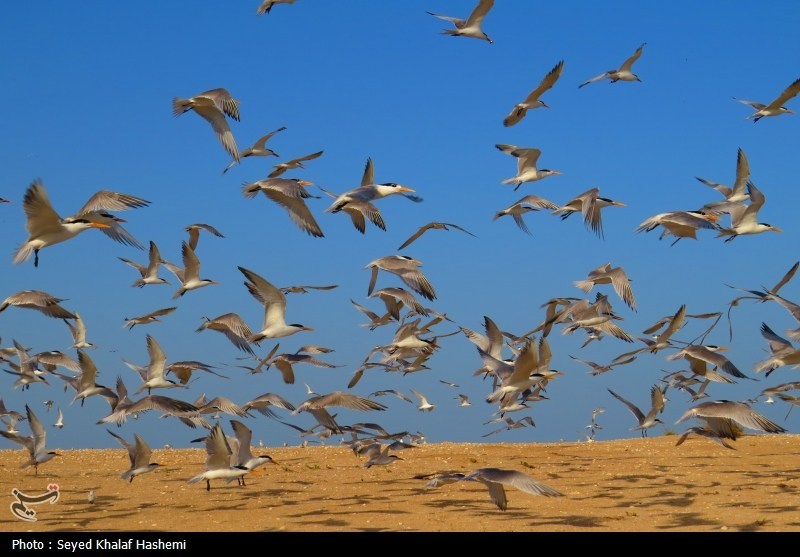 اخبار استان مازندران , اخبار ساری , 