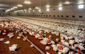 لرستان رکورد تولید گوشت مرغ را شکست