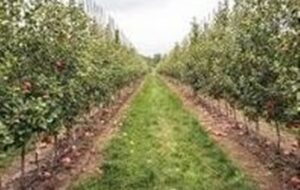 لزوم مدیریت تغذیه باغات برای افزایش مقاومت درختان میوه