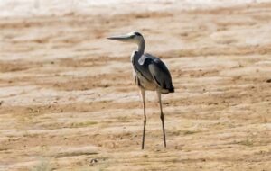 مرگ و زندگی حواصیل‌های خاکستری در تالاب‌های شمال