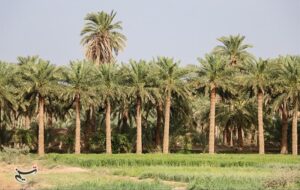 معاون وزیرجهاد: شبکه آبیاری دشتستان اولویت‌دارترین پروژه آب و خاک کشور