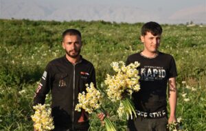 نرگس‌هایی که میلیاردی می‌ارزند؛ روایت دشت‌هایی که نان می‌دهند