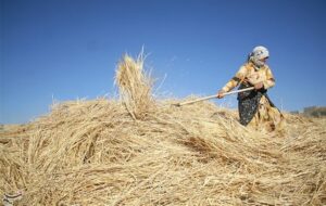 هشدار جدی به گندم‌کاران خراسان شمالی/ مشاهده «سوسک سیاه» در مزارع غلات