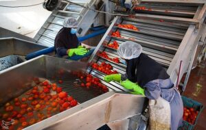 پرداخت 1100 میلیارد تومان تسهیلات به بخش کشاورزی کرمانشاه