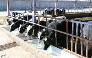 پرداخت 418 میلیارد تومان وام دامپروری در سیستان و بلوچستان