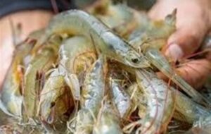 چرا صنعت پرورش میگو در بلوچستان از رقابت جا ماند؟